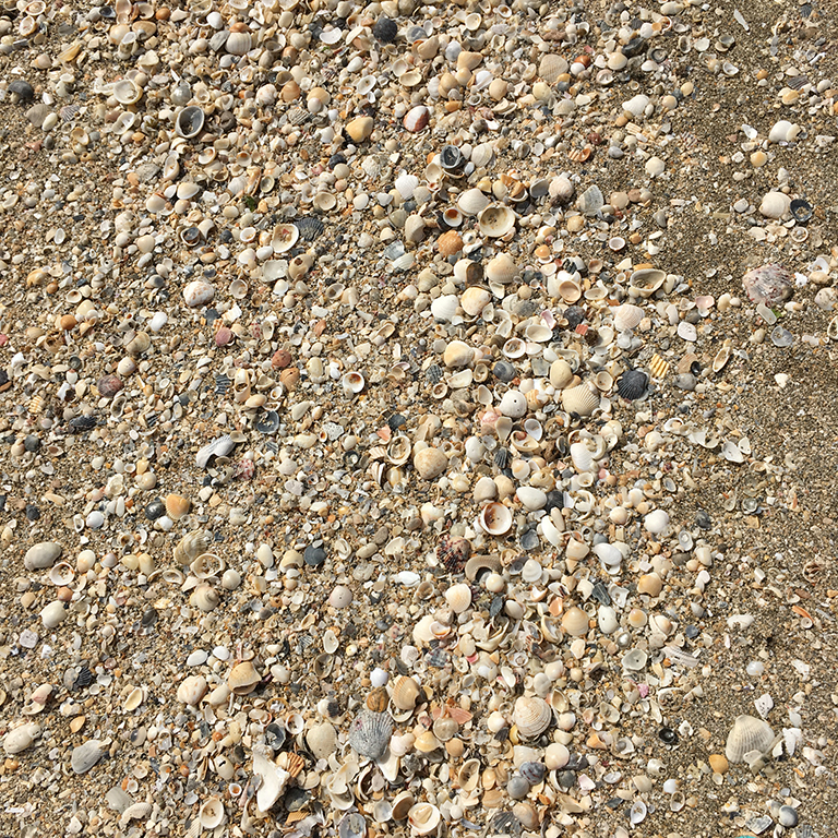 No Name Beach Sand & Shells
