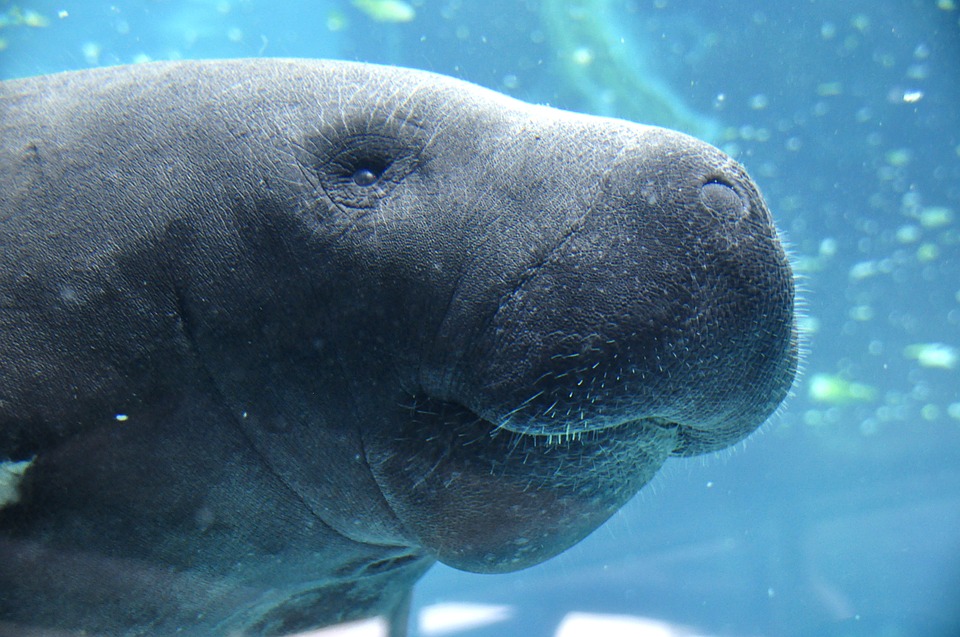 Underwater close-up photo of a manatee