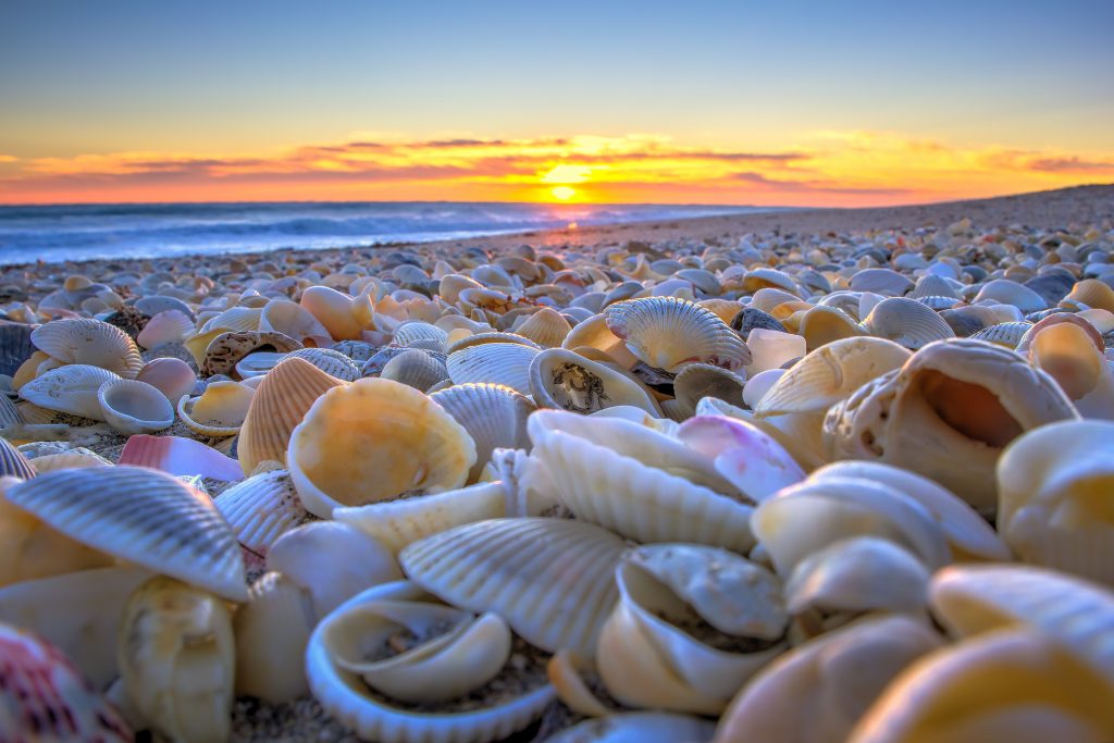 Seashells on the beach in Stuart Florida