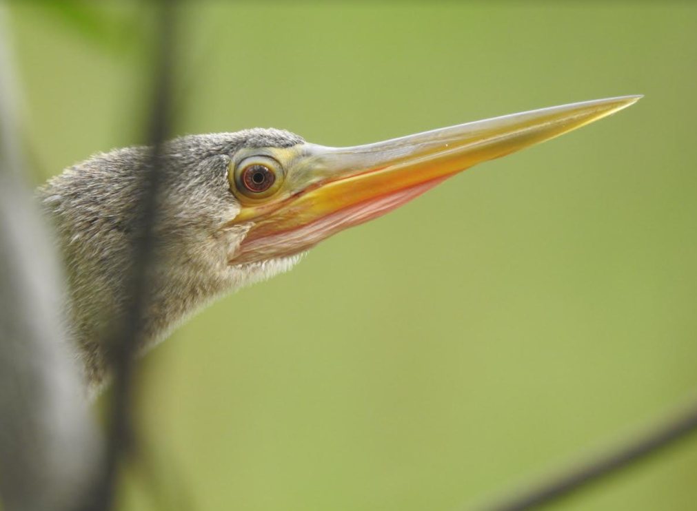 bird at Audubon of Martin County