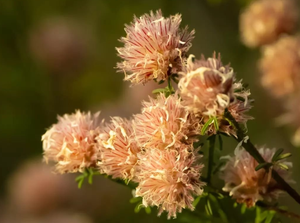 Peach Fuzz Color of the Year as seen in "Summer's Farewell" wildflowers growing in Jonathan Dickinson State Park